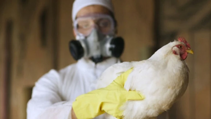 В Южной Корее из-за птичьего гриппа уничтожили почти 26 млн голов домашней птицы