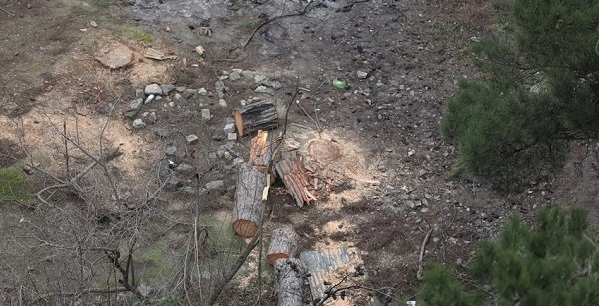 В Низаминском районе Баку уничтожаются деревья