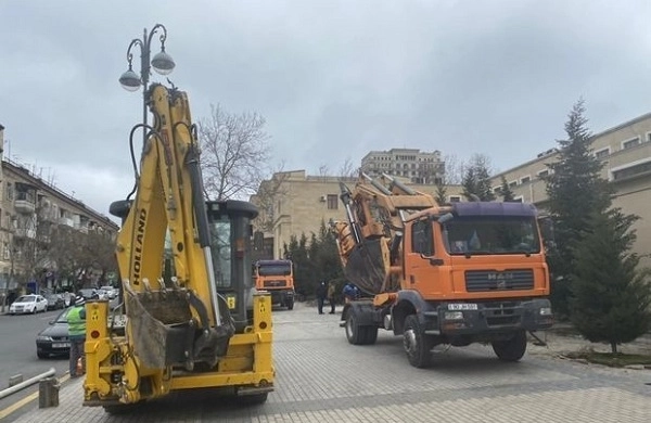 Почему в Ясамальском районе Баку пересаживают деревья? - ФОТО
