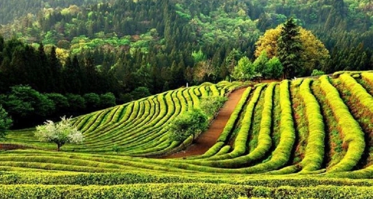 В Азербайджане обнародованы условия по страхованию чайных плантаций – ФОТО