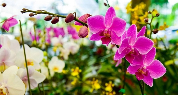 Выведен новый сорт орхидеи