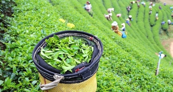 Азербайджан сократил импорт чая на 18 процентов