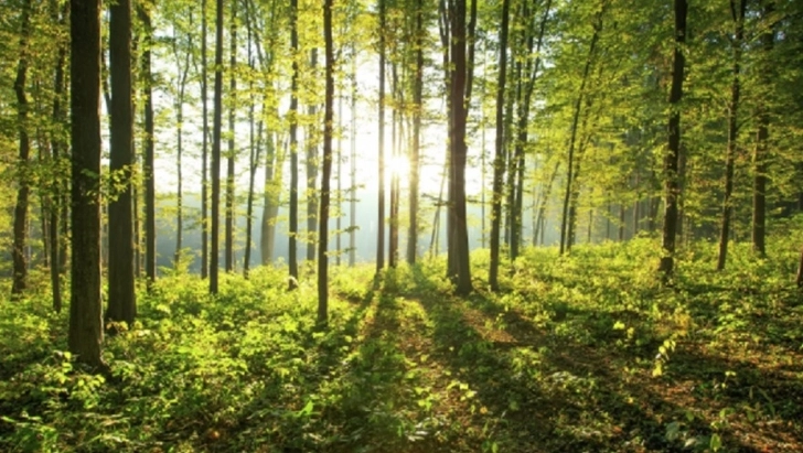 Ученые выяснили, как глобальное потепление повлияет на рост деревьев