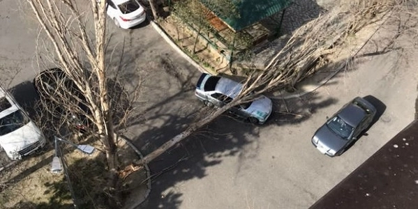 В Баку сильный ветер повалил дерево - ФОТО