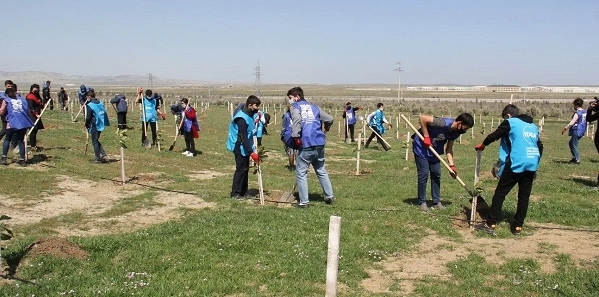 В Азербайджане в рамках «Зеленого марафона» продолжаются акции по посадке деревьев - ФОТО