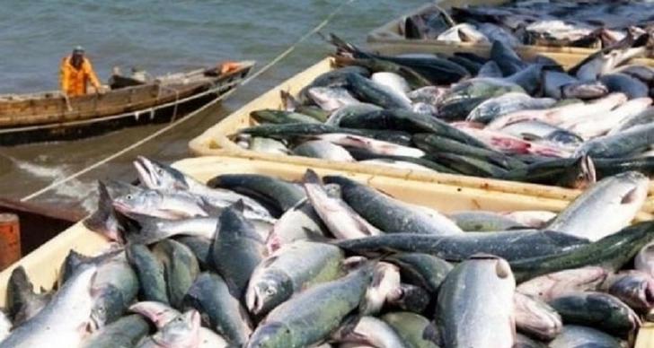 В МЭПР Азербайджана рассказали, куда обращаться гражданам для получения квоты на вылов рыбы