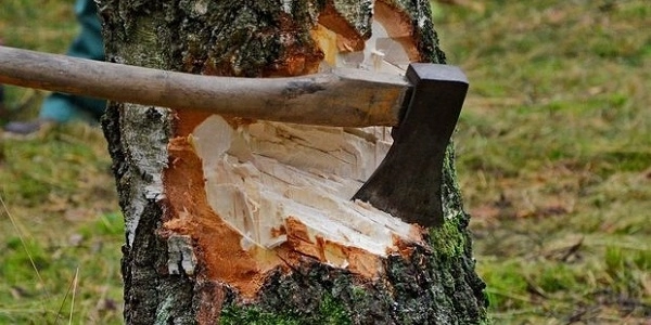 Госслужба экобезопасности рассмотрела жалобу по поводу вырубки деревьев - ФОТО