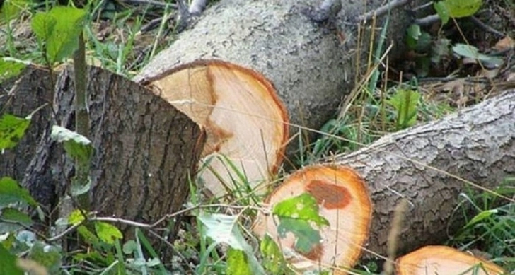 В результате незаконной вырубки деревьев в Баку окружающей среде нанесен ущерб на сумму свыше 2 000 манатов