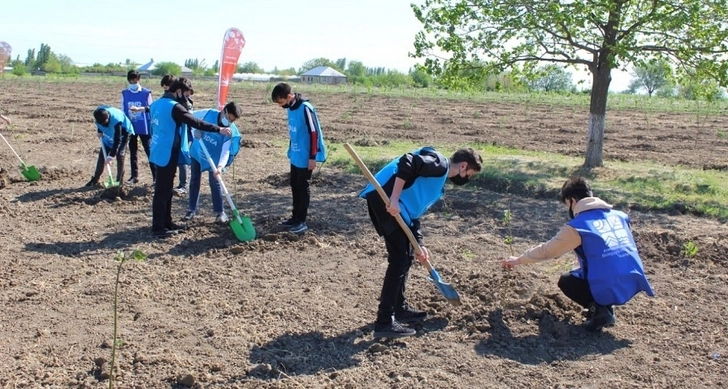 В Азербайджане в рамках проекта «Зеленый марафон» посажено 2 тыс. медоносных деревьев - ФОТО