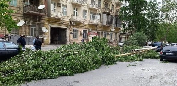 В Баку сильный ветер повалил 31 дерево - ФОТО