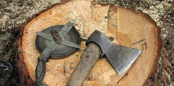 В Баку представителя ЖСК оштрафовали за вырубку деревьев - ФОТО