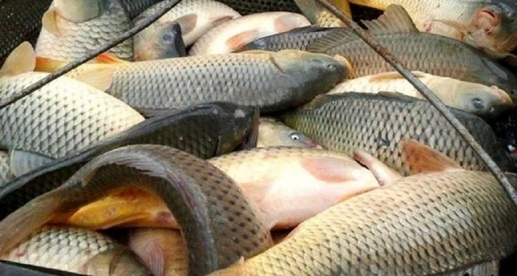 В Азербайджане зарегистрировано свыше 100 производителей и переработчиков рыбной продукции