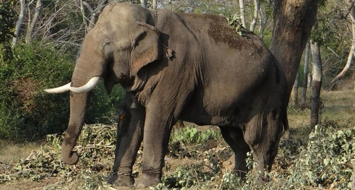 В Индии расследуют загадочную гибель 18 слонов в заповедном лесу