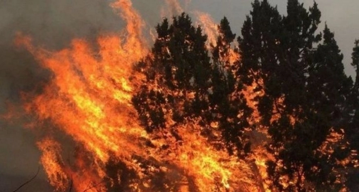 Названы основные причины лесных пожаров в Азербайджане