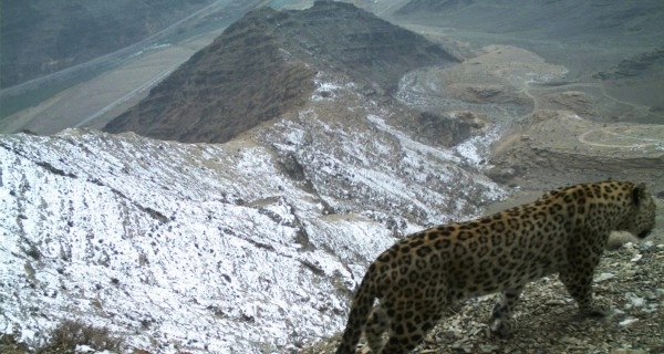WWF: В Ордубаде обнаружен труп леопарда - ФОТО