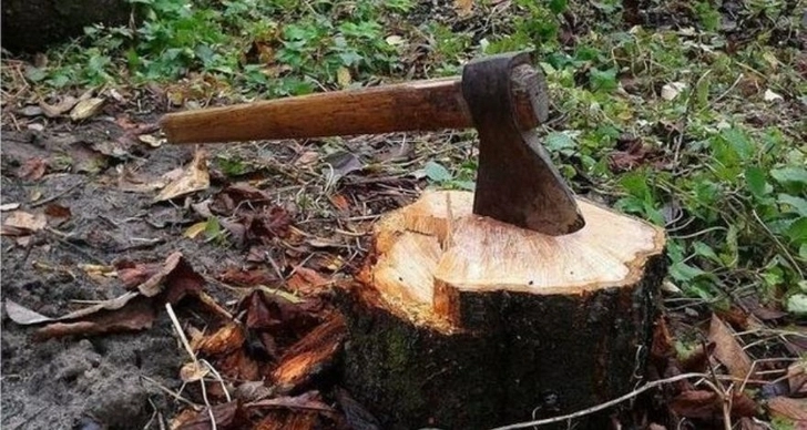 По факту вырубки деревьев в Хачмазском районе Азербайджана возбуждено уголовное дело