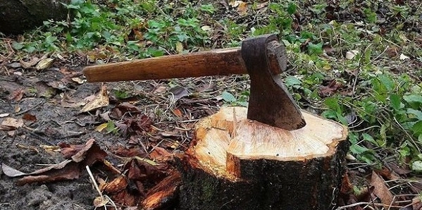Возбуждено уголовное дело по факту незаконной вырубки деревьев в Сумгайыте