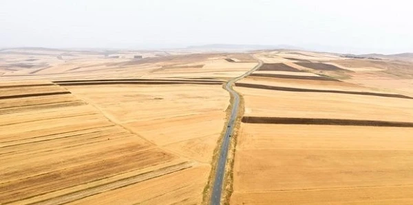 В Азербайджане начался сбор зерновых - ФОТО