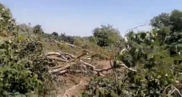В Хачмазе массово вырубают деревья - ВИДЕО/ОБНОВЛЕНО