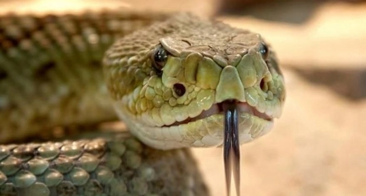 В Азербайджане во дворе дома обнаружили огромную змею - ФОТО