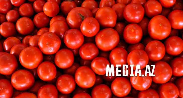 В Азербайджане вырастили томат весом почти в полкило
