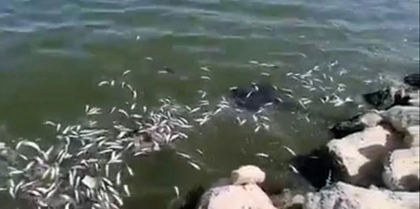 В Каспийском море произошла массовая гибель рыбы - ВИДЕО