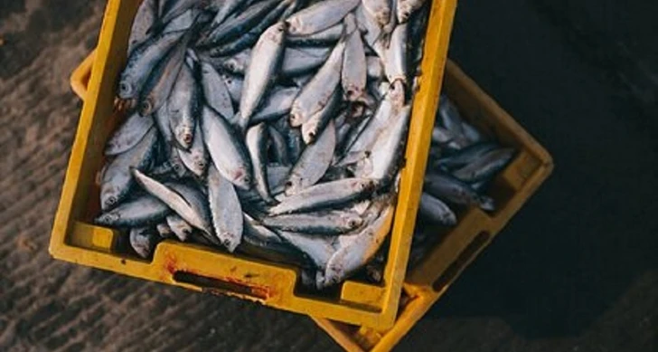 Названы пять признаков непригодной для еды рыбы