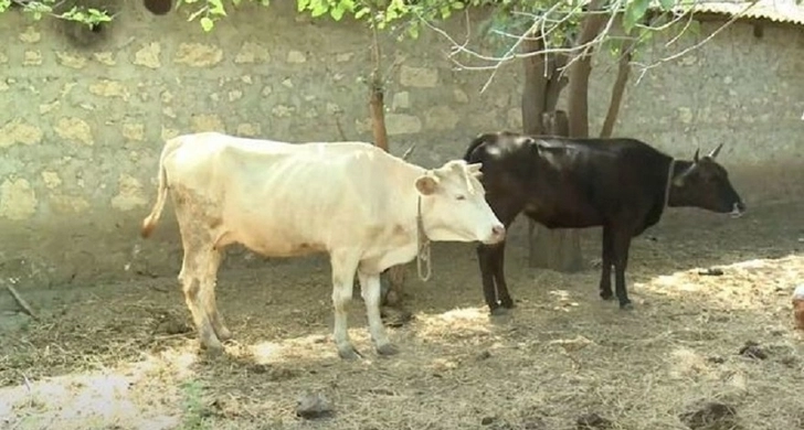 В Азербайджане распространилась смертельная болезнь среди крупного рогатого скота - ВИДЕО