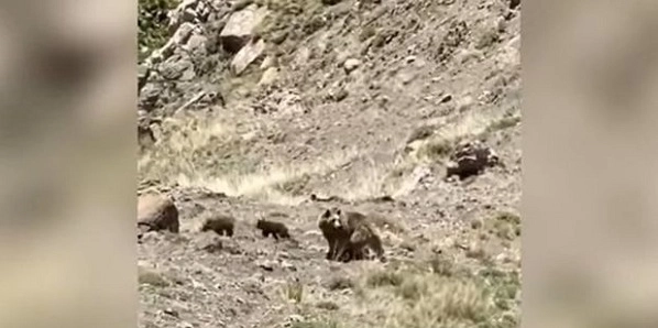 В горах Кельбаджара медведица и медвежата попали в объектив камеры - ВИДЕО