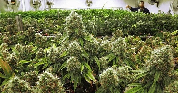 В Калифорнии обнаружили тонны марихуаны на сумму более 1 млрд долларов: Замешаны армянские группировки