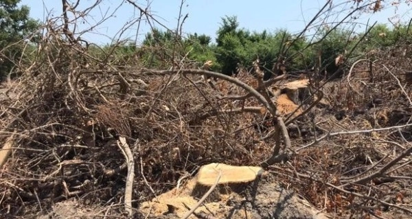 Известная компания наказана за вырубку леса в Лянкяранском районе