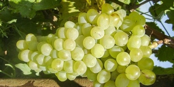 В Азербайджане вывели новый сорт винограда - ФОТО