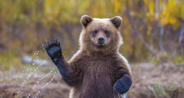 В США «вечеринка» медведей попала на камеры - ВИДЕО