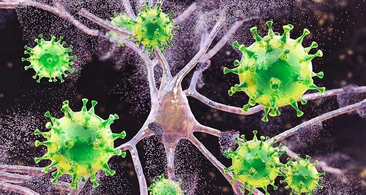 Ученые нашли возможный путь проникновения коронавируса в мозг
