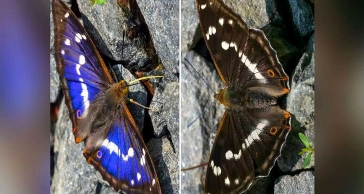 Цвет крыльев редкой британской бабочки вызвал споры в интернете