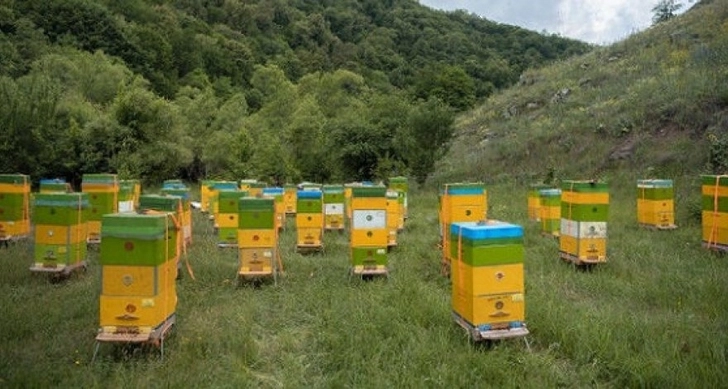 Пчеловодство в Азербайджане: Что следует сделать, чтобы поддержать местного производителя?