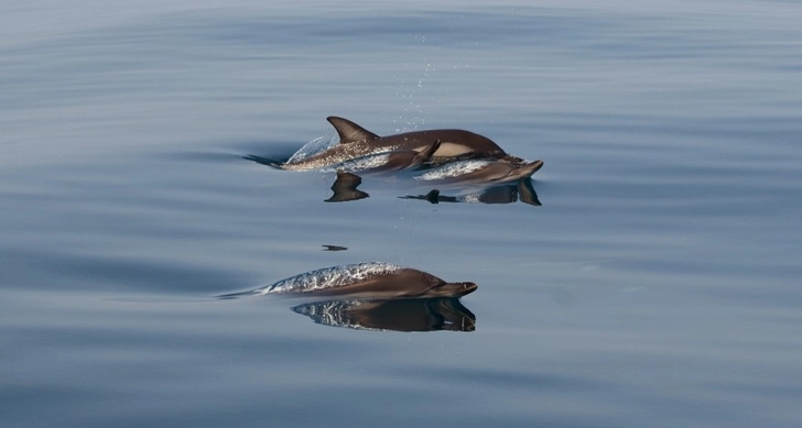 У гавайских дельфинов найден новый вирус, грозящий эпидемиями