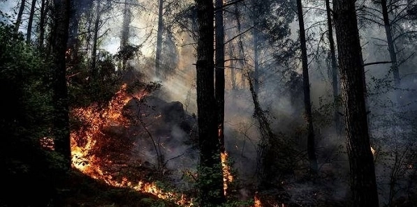 В окрестностях Иерусалима начались лесные пожары