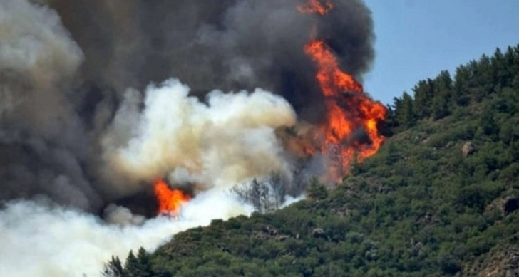Пожар в лесистой местности в Загатале потушен - ОБНОВЛЕНО