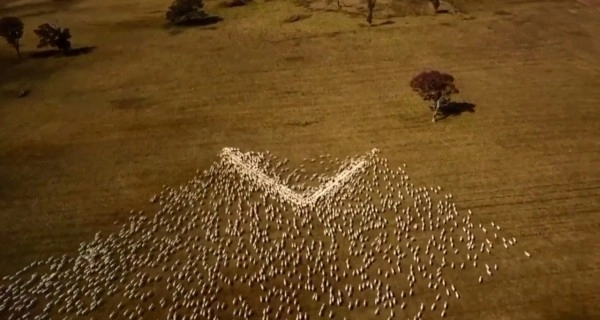 Австралийский фермер создал огромное сердце из стада овец в память о любимой тете - ВИДЕО