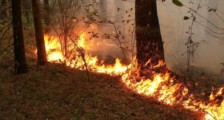 В Анталье вспыхнул новый лесной пожар