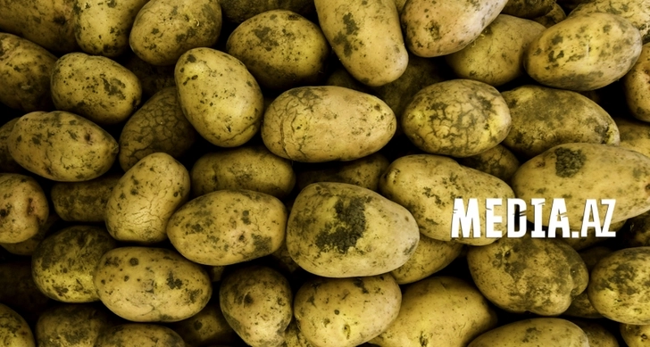 Утвержден новый госстандарт продовольственного картофеля