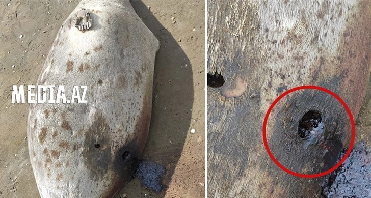 В Пиршаги на берегу моря обнаружено около 10 мертвых тюленей - ФОТО