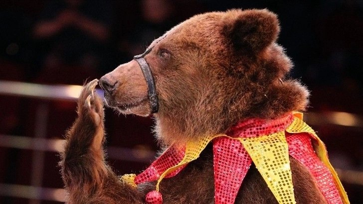 В российском цирке медведь напал на беременную дрессировщицу – ВИДЕО