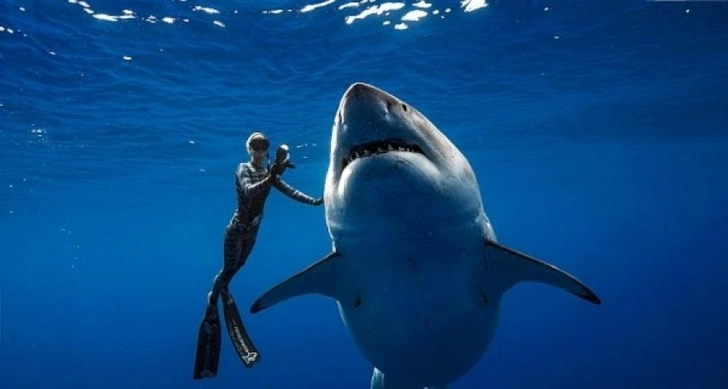 Дайвер нашел в море гигантский зуб древней акулы - ФОТО