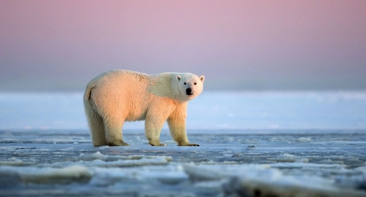 В Тихоокеанской Арктике впервые за 20 лет похолодало