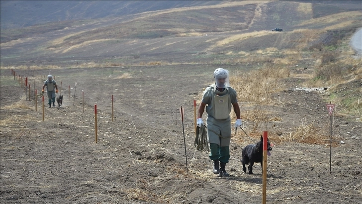 В Азербайджан доставлены собаки-миноискатели