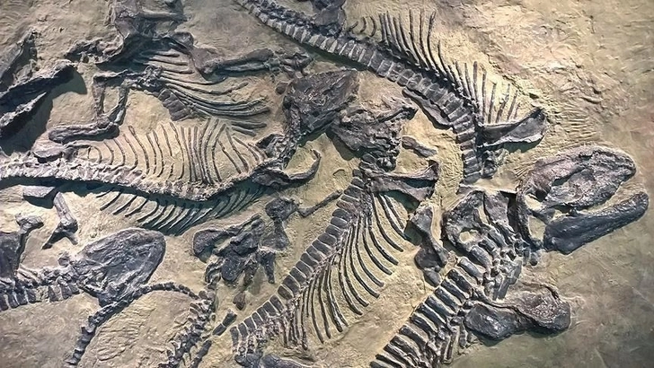 Найдено древнейшее стадо динозавров
