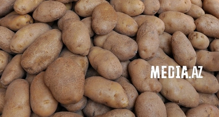 Выяснилось, почему дорожает картофель - ВИДЕО