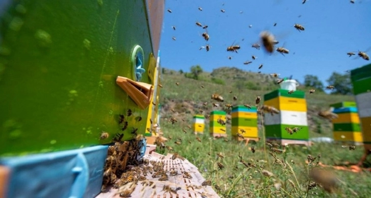 Пчелы практикуют социальную дистанцию для борьбы с болезнями